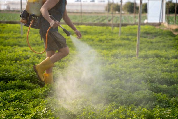 Best Insect Control  in Natalbany, LA
