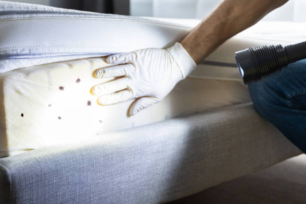 Best Insect Control  in Natalbany, LA