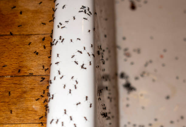 Best Local Pest Control Services  in Natalbany, LA