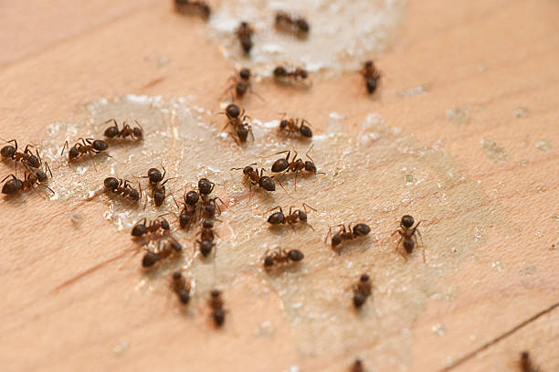 Best Wasp Removal Services  in Natalbany, LA