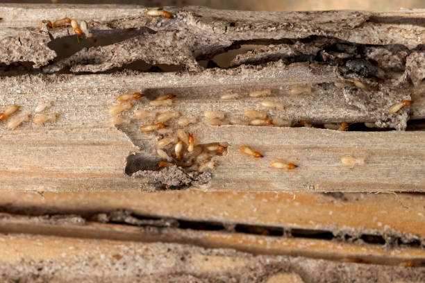 Wildlife Control Services in Natalbany, LA